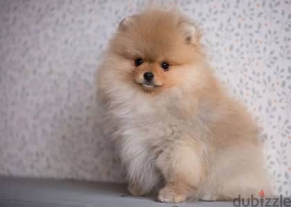 mini Pomeranian boy from Russia