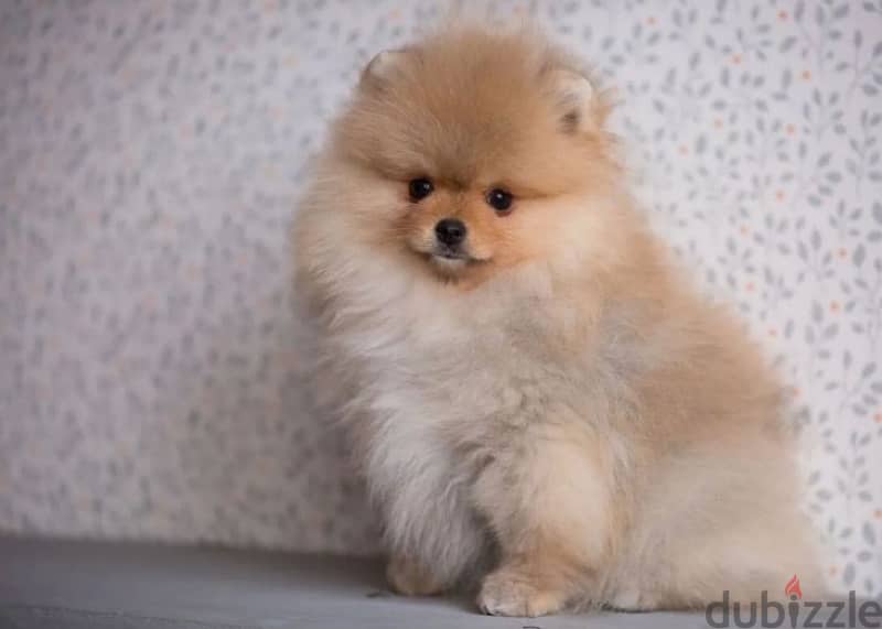 mini Pomeranian boy from Russia 0