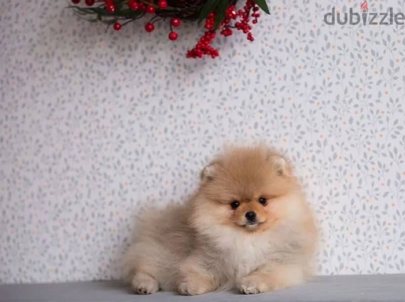 mini Pomeranian boy from Russia 1