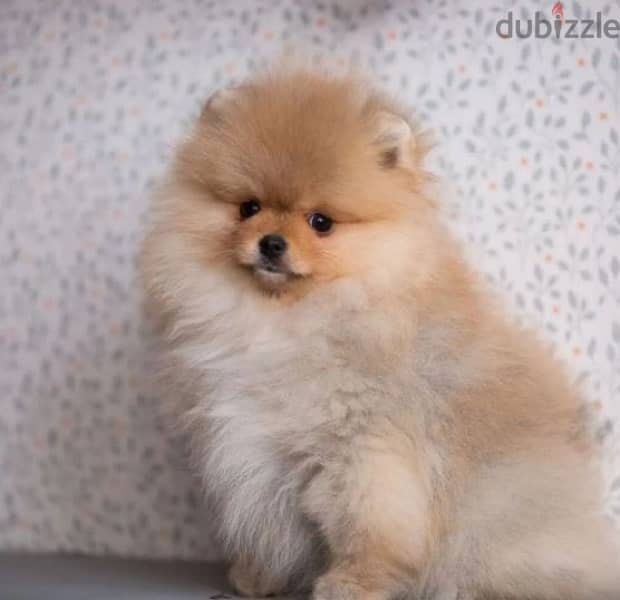 mini Pomeranian boy from Russia 2