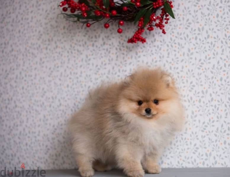 mini Pomeranian boy from Russia 3