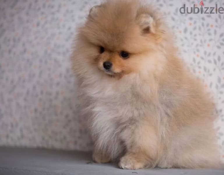 mini Pomeranian boy from Russia 4