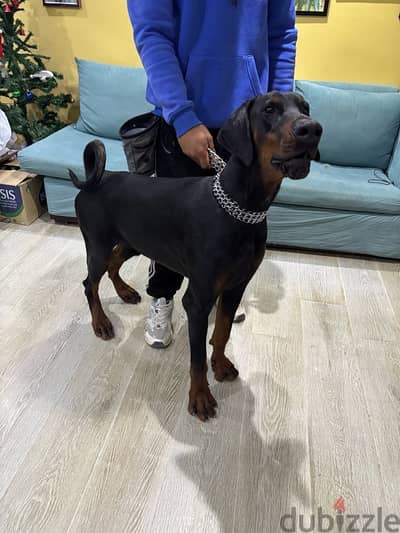 male Doberman 11 month