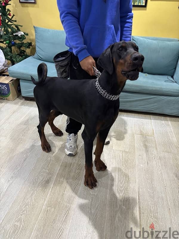 male Doberman 11 month 0