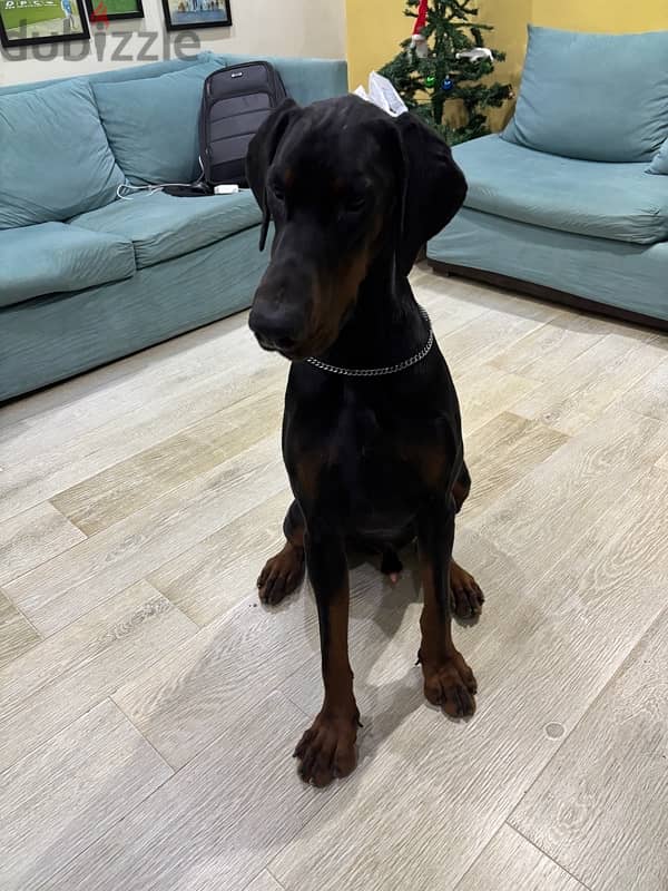 male Doberman 11 month 1