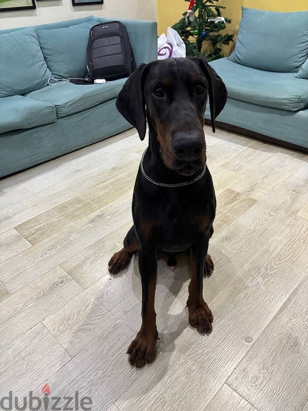 male Doberman 11 month 2