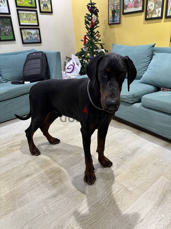 male Doberman 11 month 3