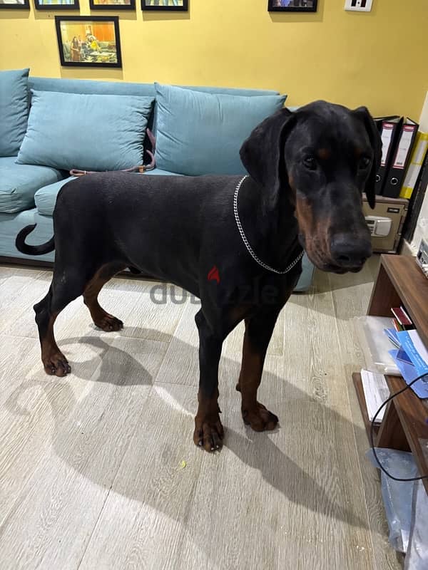 male Doberman 11 month 4