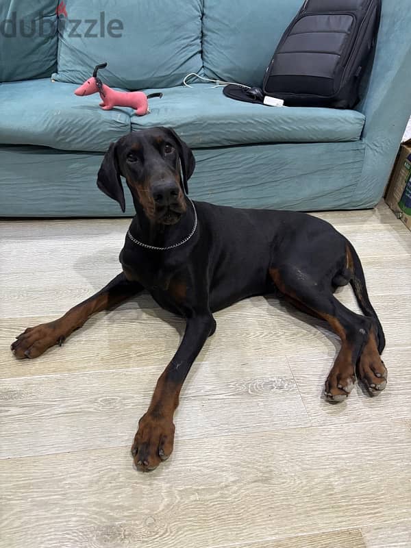 male Doberman 11 month 5