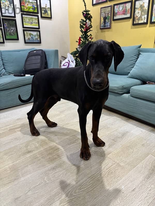 male Doberman 11 month 6