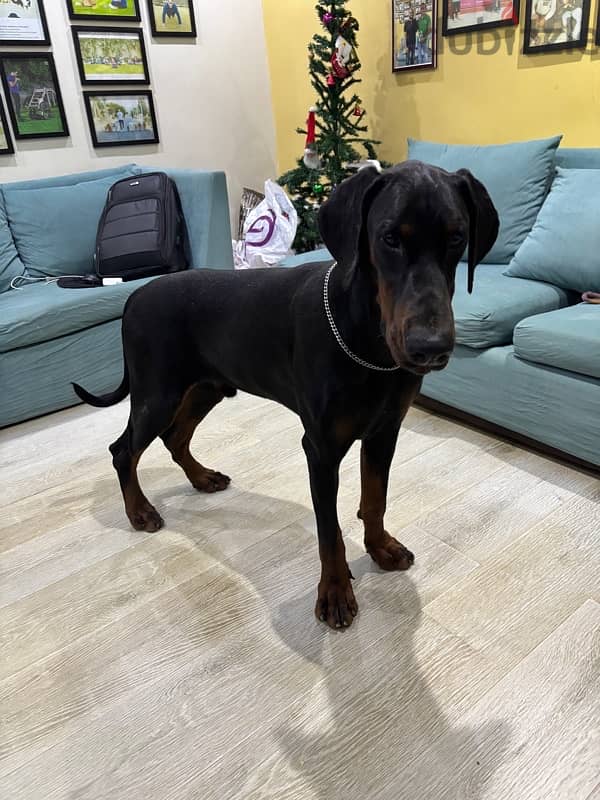 male Doberman 11 month 7