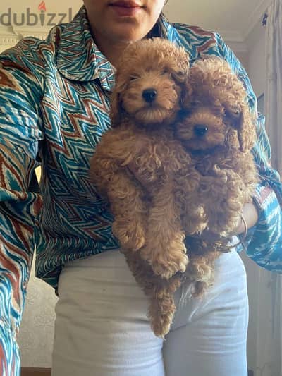 poodle puppies بودل