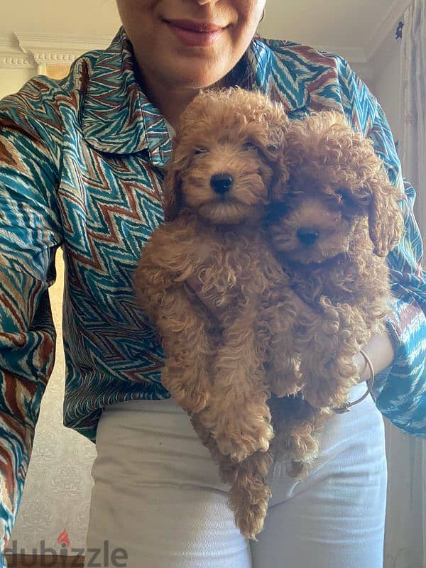 poodle puppies بودل 1