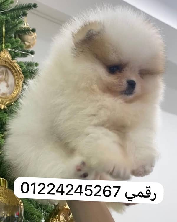 pomeranian بومارنيان 0