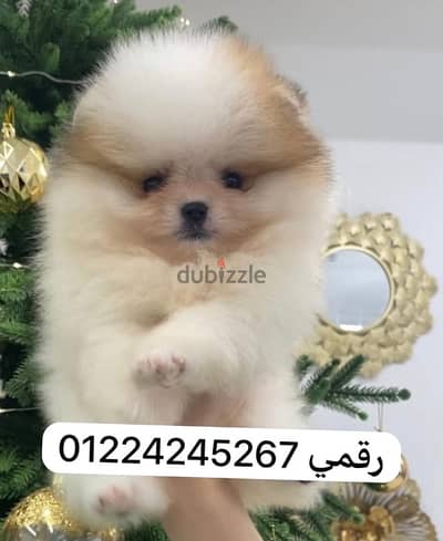 بومرنين pomeranian