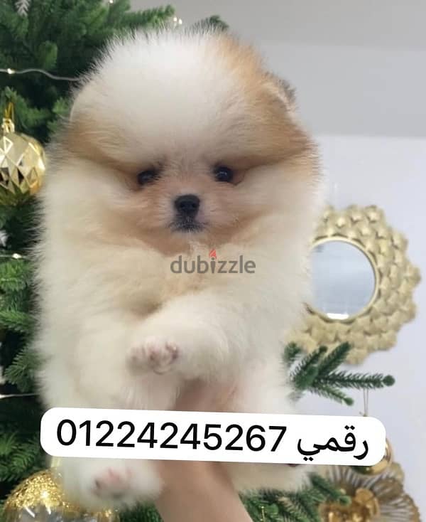 بومرنين pomeranian 0