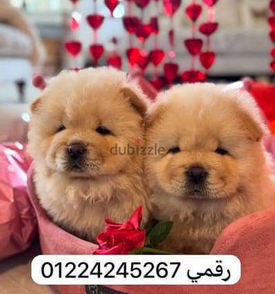 chow chow تشاو تشاو