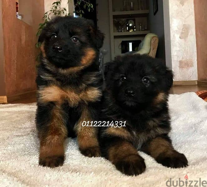 puppies German shepherd male and female جراوى جيرمن شيبرد دكر انثى 1