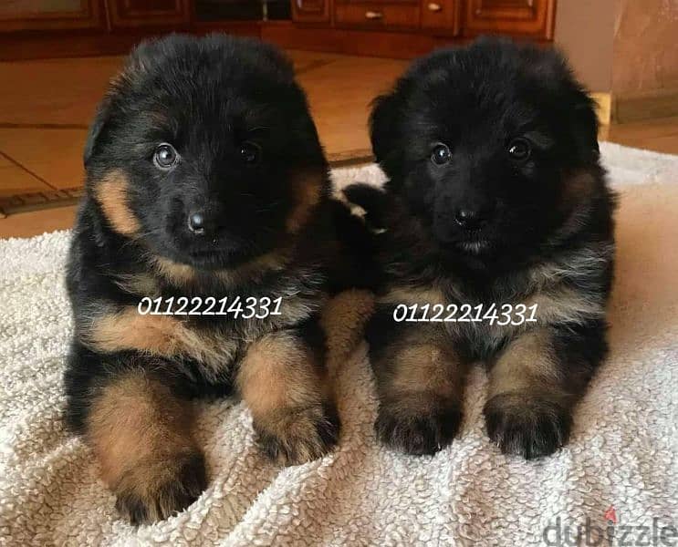 puppies German shepherd male and female جراوى جيرمن شيبرد دكر انثى 6