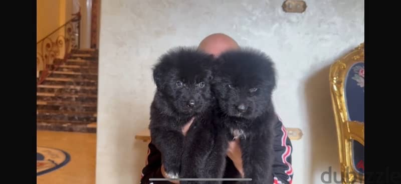 German shepard puppies 5