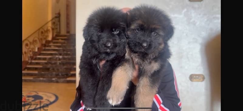 German shepard puppies 6