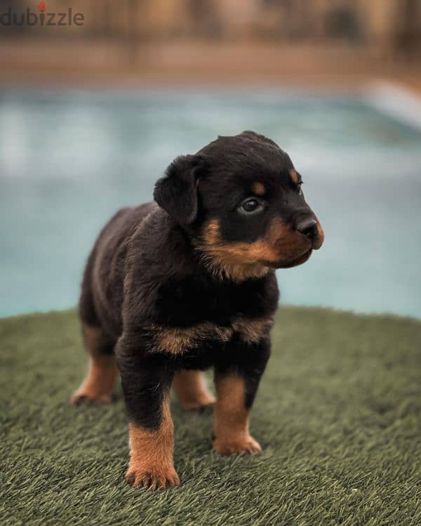 rottweiler puppies 0