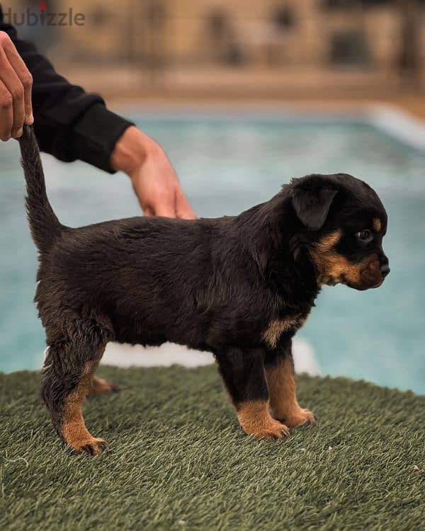 rottweiler puppies 2