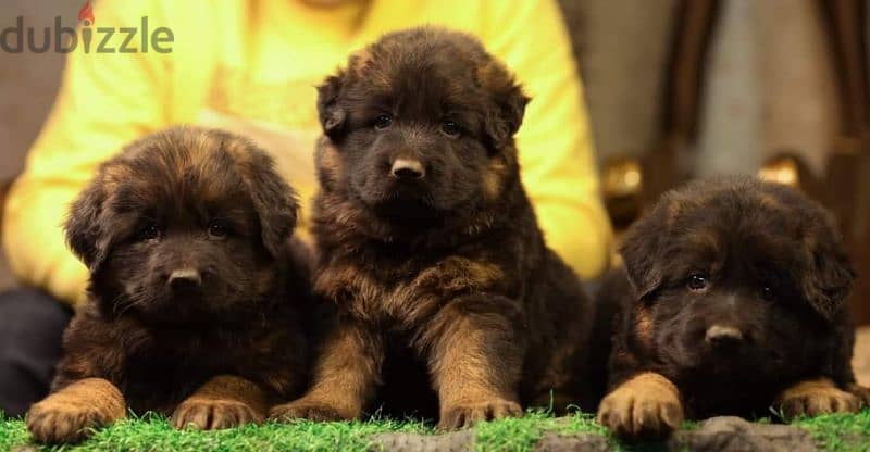 German shepherd puppies male female German جراوي جيرمن شيبرد ذكر انثي 2