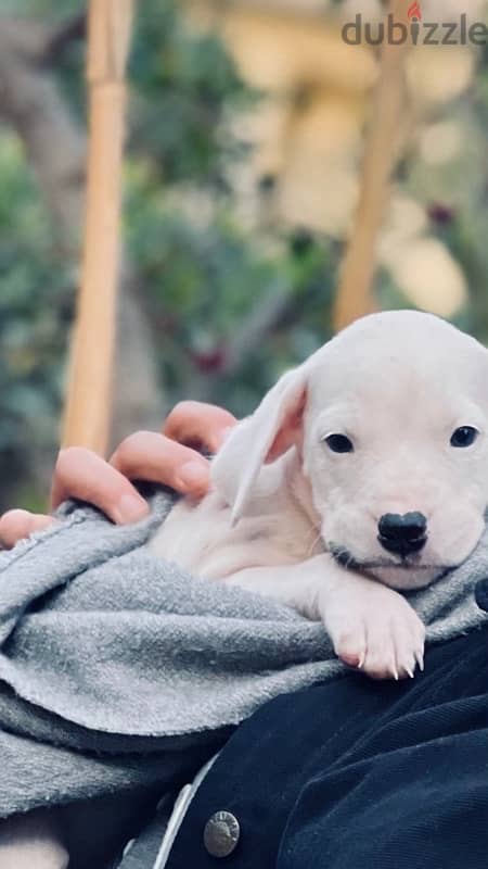 جراوى دوجو ارچنتينو Dogo argentino puppies 2