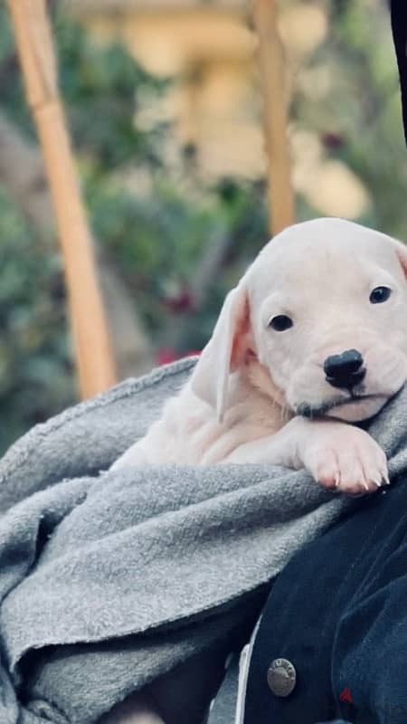 جراوى دوجو ارچنتينو Dogo argentino puppies 3