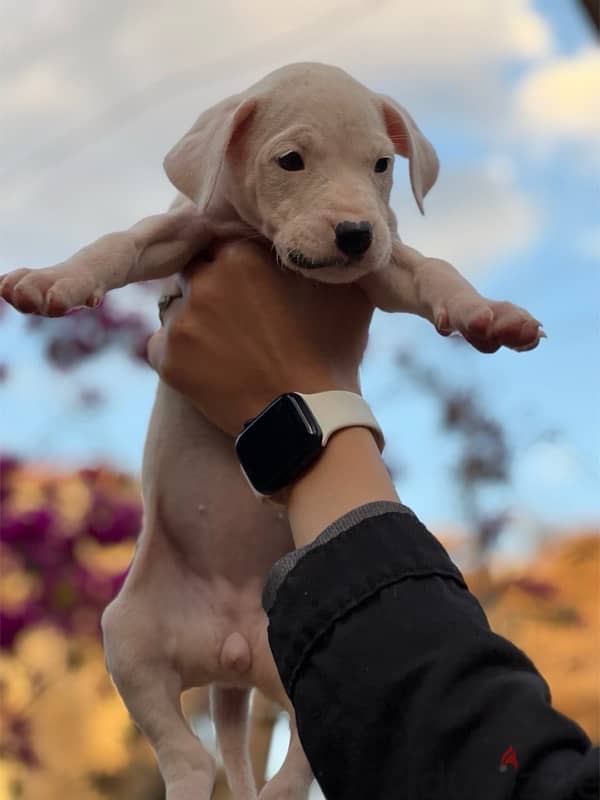 جراوى دوجو ارچنتينو Dogo argentino puppies 4