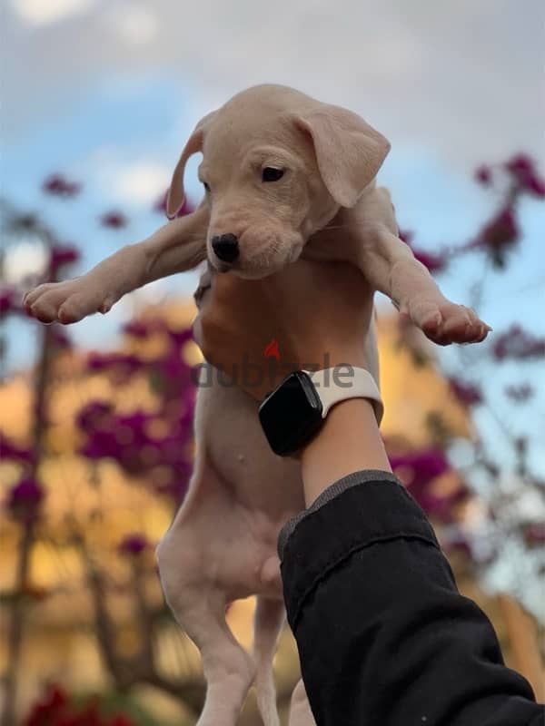 جراوى دوجو ارچنتينو Dogo argentino puppies 5