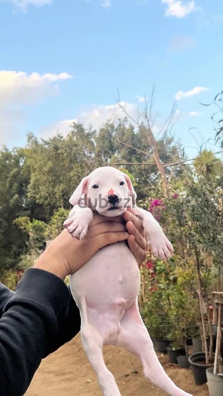 جراوى دوجو ارچنتينو Dogo argentino puppies 6