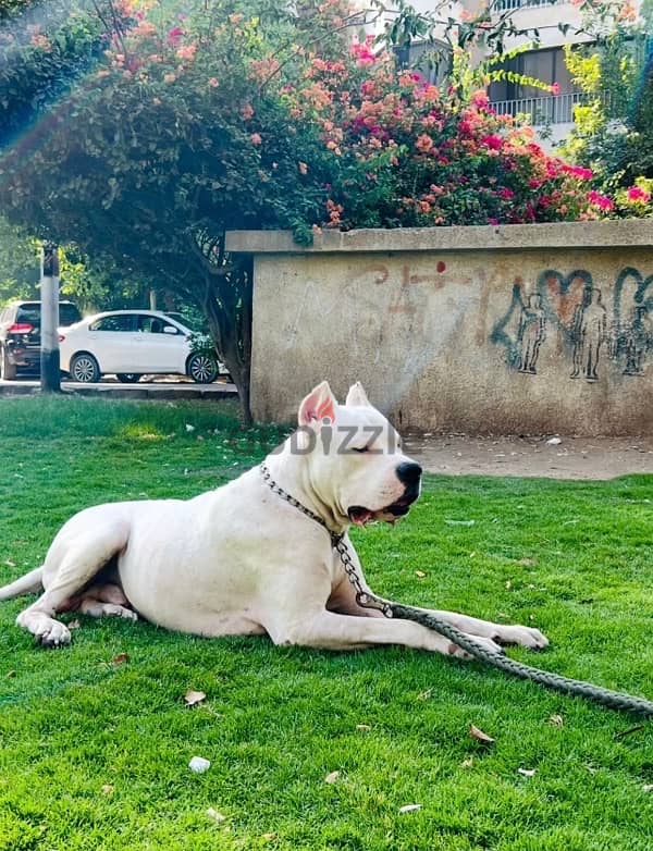 جراوى دوجو ارچنتينو Dogo argentino puppies 7