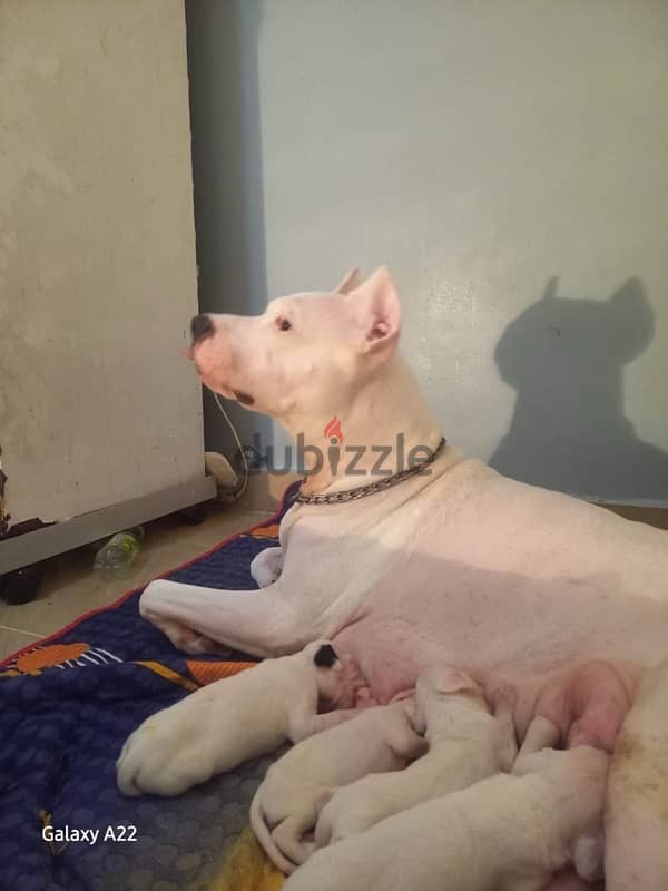 جراوى دوجو ارچنتينو Dogo argentino puppies 9