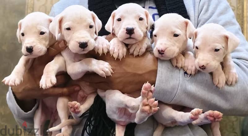 جراوى دوجو ارچنتينو Dogo argentino puppies 10