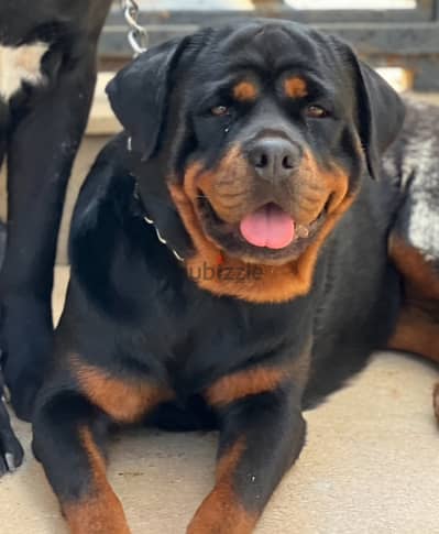 Rott 3years