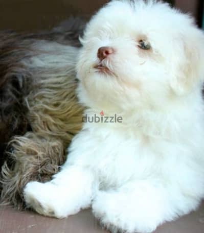 Havanese Puppies,  جراوي هفانيز