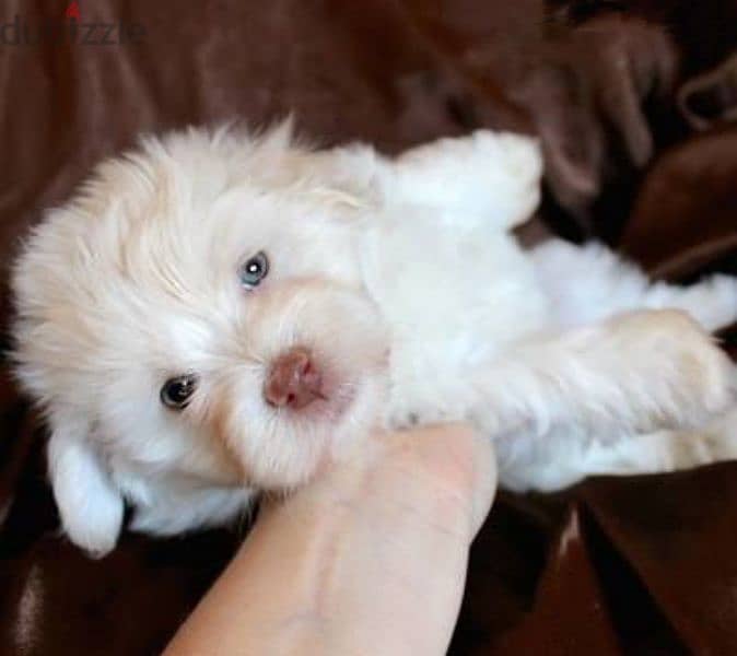 Havanese Puppies,  جراوي هفانيز 2