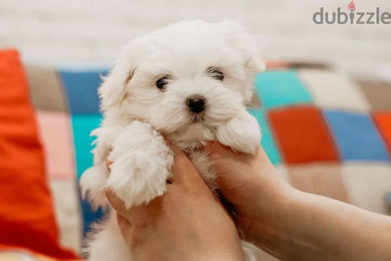 Havanese Puppies,  جراوي هفانيز 3