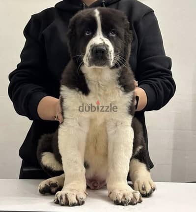 Giant Alabai Puppy - 4 month