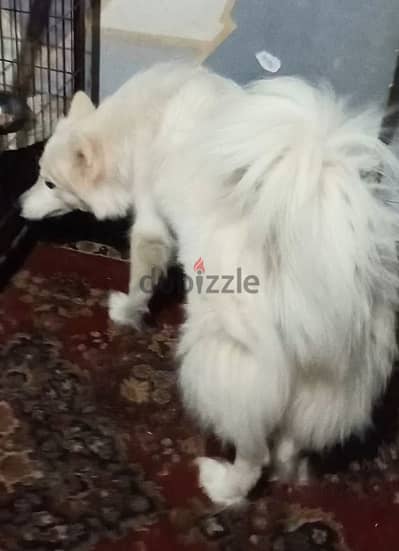 نتايه سامويد Samoyed female