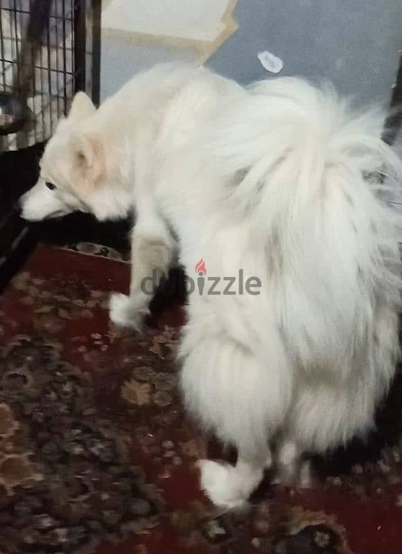 نتايه سامويد Samoyed female 0