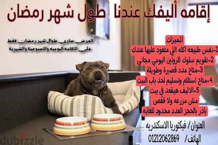 اقامه كلاب Boarding dogs استضافه كلاب