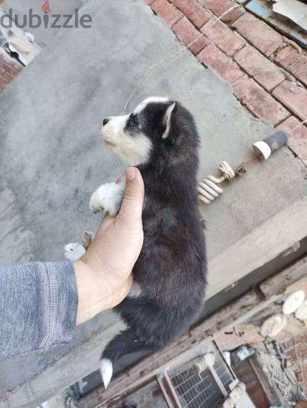 Huskey puppy 1