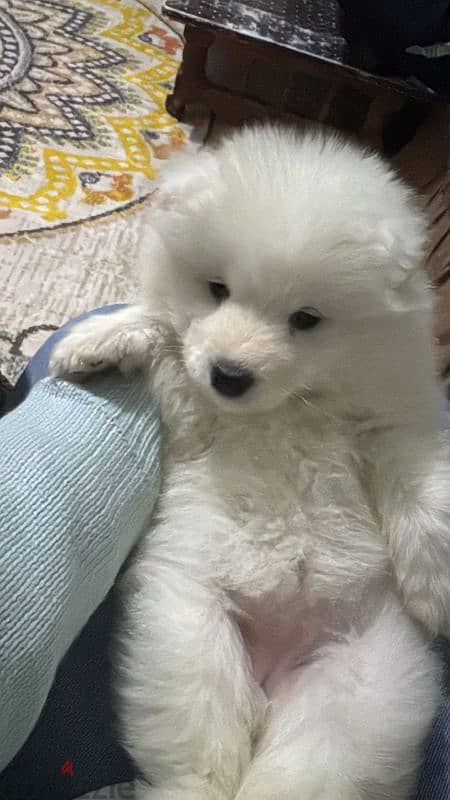 Samoyed puppy افضل جراء سامويد 2