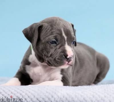 Staffordshire terrier females from Russia