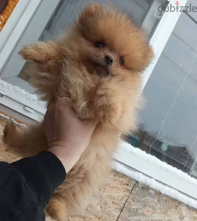 Mini Pomeranian puppy boy from Russia