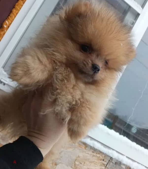 Mini Pomeranian puppy boy from Russia 1