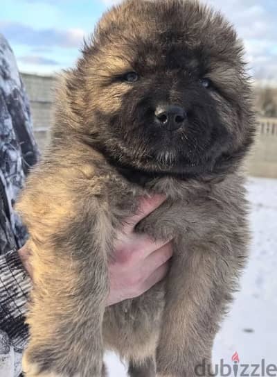 Giant Caucasian shepherd boys from Russia